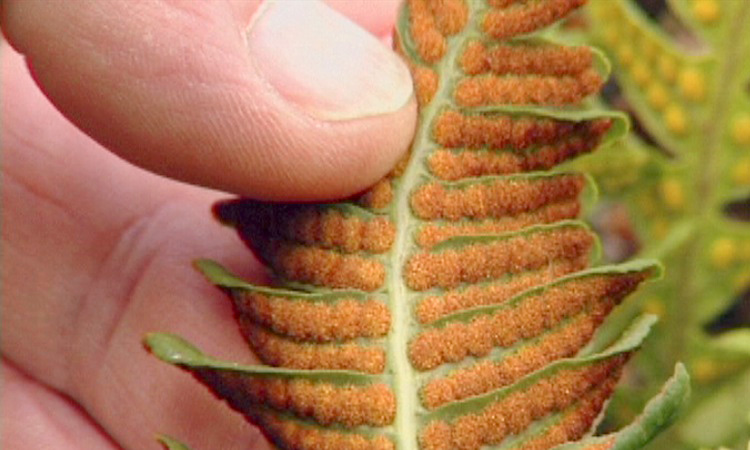 La reproduction sexuée du Polypode - 4mn 58s